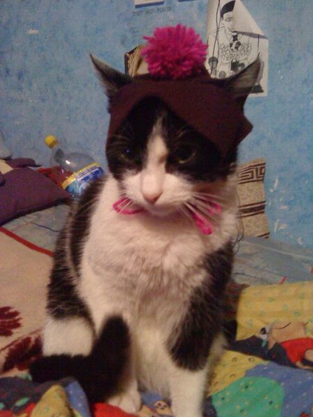 File:Cat hat.jpg
