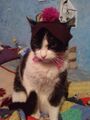 Cat hat.jpg
